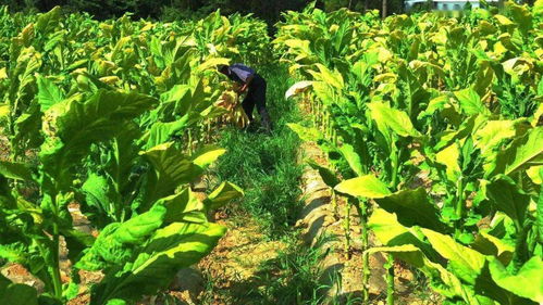 南雄人家的孩子，要活成一棵黃煙