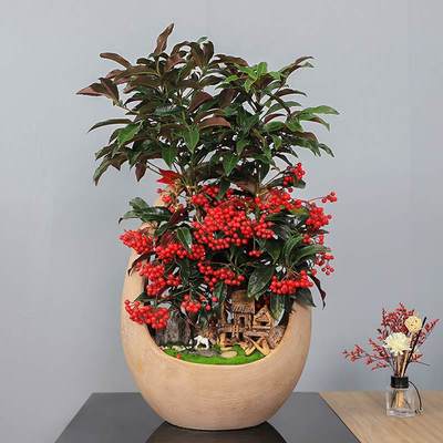 武漢寫字樓綠化租賃服務(wù) 專業(yè)園林租擺與工廠苗木報(bào)價(jià)