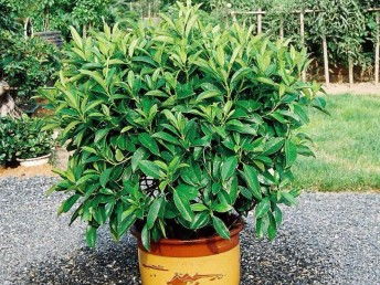 廣州鮮花綠植全周期服務(wù) 出租、銷售、租賃、出擺與專業(yè)養(yǎng)護(hù)一體化解決方案