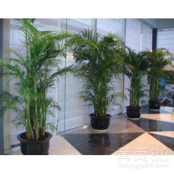 從化區(qū)辦公室植物租賃 讓綠色裝點您的工作空間