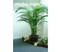 綠化植物租擺產(chǎn)品庫與養(yǎng)護(hù)服務(wù) 打造綠色生態(tài)辦公與生活空間