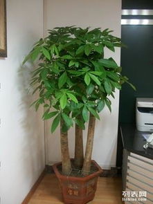 上海辦公室綠植租擺與花卉租賃服務(wù) 專業(yè)園林綠化，價(jià)格實(shí)惠，助力商務(wù)環(huán)境升級(jí)