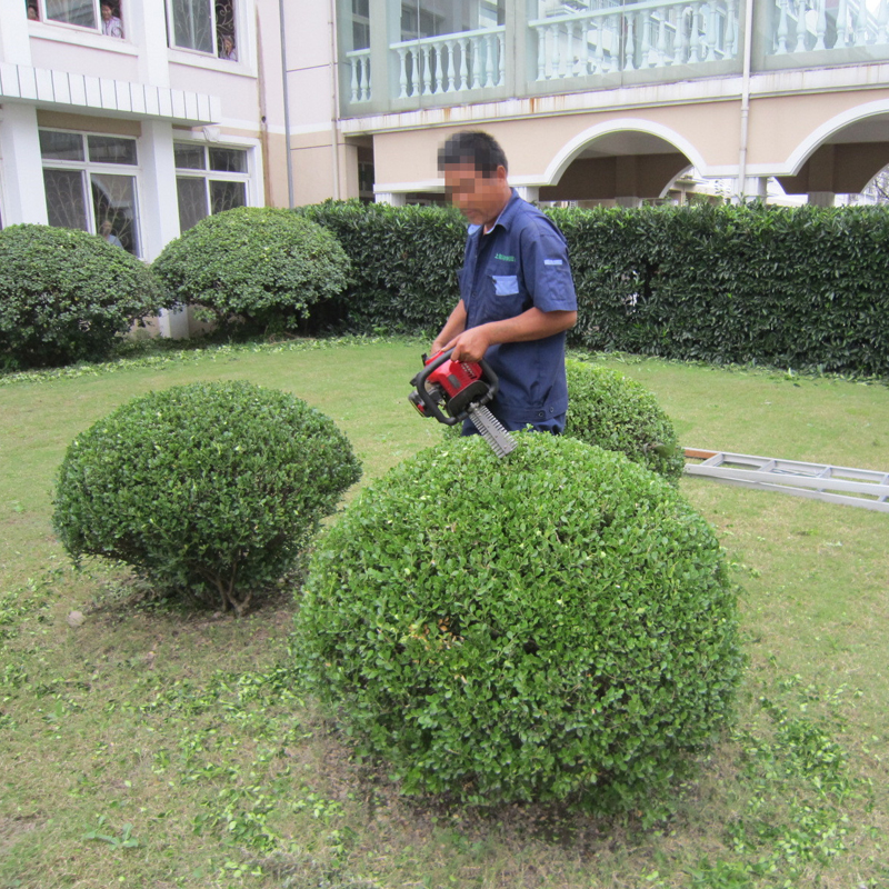 上海綠化養(yǎng)護(hù) 從草坪修剪到植物租賃的一站式服務(wù)