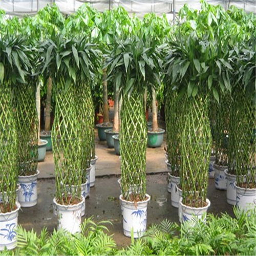 鼓樓區(qū)酒店綠植租賃 專業(yè)養(yǎng)護(hù)服務(wù)，打造可持續(xù)的生態(tài)美學(xué)空間