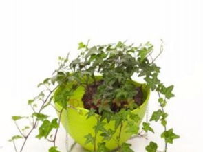 北京專業(yè)綠植租賃 一站式植物租擺與養(yǎng)護(hù)服務(wù)，打造綠色辦公與生活空間